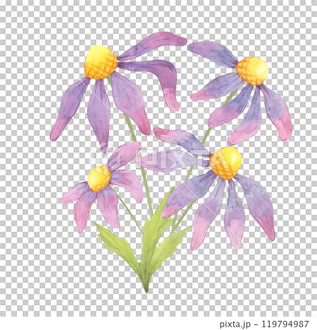 A cluster of purple coneflowers with green leaves in watercolor. Isolated echinacea clipart for herbal wellness products, eco-friendly packaging, or floral-themed stationery, natural remedies 119794987