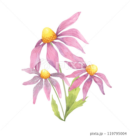Three coneflowers with pink petals and yellow centers, captured in watercolor clipart, perfect for adding a natural touch to eco-friendly product labels, wellness packaging, or floral art prints 119795004