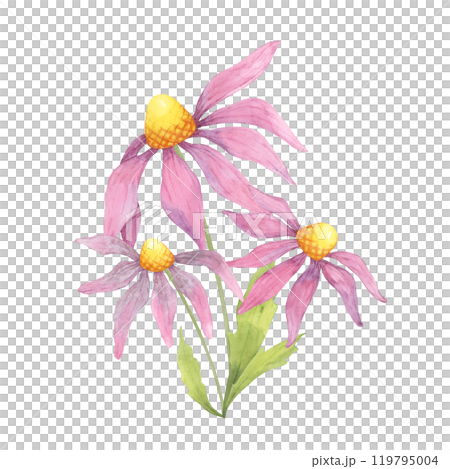 Three coneflowers with pink petals and yellow centers, captured in watercolor clipart, perfect for adding a natural touch to eco-friendly product labels, wellness packaging, or floral art prints 119795004