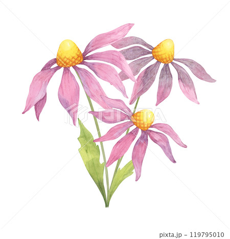 A cluster of pink and purple echinacea flowers with yellow centers and green stems in a watercolor illustration, ideal for health product packaging, skincare branding, or herbal tea merchandise 119795010