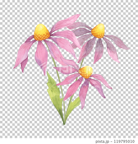 A cluster of pink and purple echinacea flowers with yellow centers and green stems in a watercolor illustration, ideal for health product packaging, skincare branding, or herbal tea merchandise 119795010