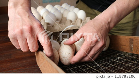 Hands holding spotted beige and white turkey or chicken eggs against background of cardboard trays or pallets standing on natural brown and red wooden table Hands holding spotted beige and white turkey or chicken eggs against background of cardboard trays or pallets standing on natural brown and red wooden table 119795100