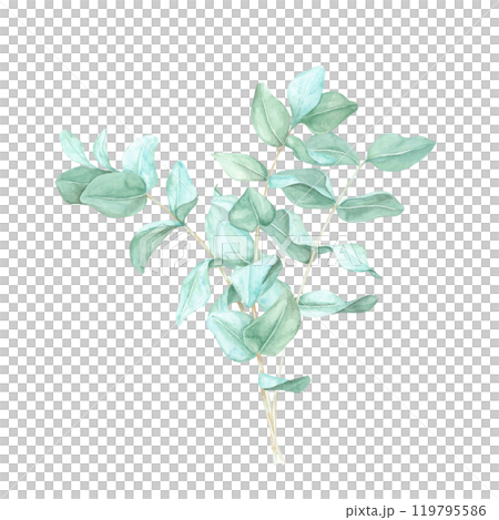 Eucalyptus branches arrangement with subtle green leaves. True blue eucalyptus twigs. Isolated watercolor clipart for use in spa product packaging, wellness brochures, or botanical art prints Eucalyptus branches arrangement with subtle green leaves. True blue eucalyptus twigs. Isolated watercolor clipart for use in spa product packaging, wellness brochures, or botanical art prints 119795586