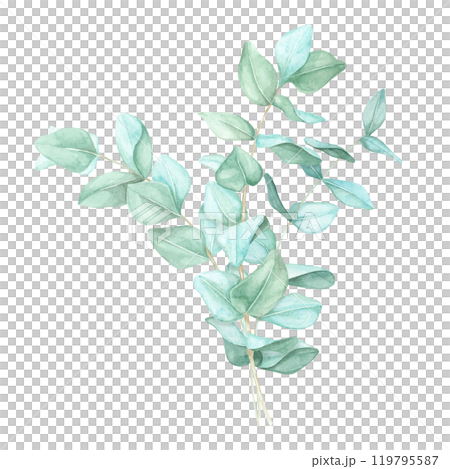 Arrangement of eucalyptus branches with light blue-green leaves. Silver dollar eucalyptus watercolor clipart for eco-friendly branding, nature-themed decor, or holistic health promotional materials Arrangement of eucalyptus branches with light blue-green leaves. Silver dollar eucalyptus watercolor clipart for eco-friendly branding, nature-themed decor, or holistic health promotional materials 119795587