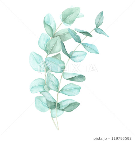 Arrangement of two eucalyptus branches with blue-green leaves. Isolated eucalyptus cinerea watercolor clipart for use in aromatherapy product packaging, holistic health and wellness brochures 119795592