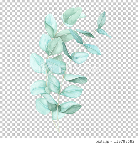 Arrangement of two eucalyptus branches with blue-green leaves. Isolated eucalyptus cinerea watercolor clipart for use in aromatherapy product packaging, holistic health and wellness brochures 119795592