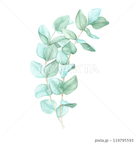 Bouquet of two eucalyptus branches with pale green leaves. True blue or silver dollar eucalyptus twigs. Isolated watercolor clipart for botanical-themed skincare packaging, or organic product labels Bouquet of two eucalyptus branches with pale green leaves. True blue or silver dollar eucalyptus twigs. Isolated watercolor clipart for botanical-themed skincare packaging, or organic product labels 119795593