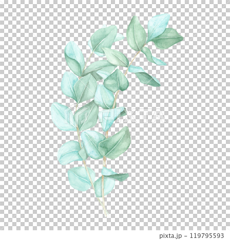 Bouquet of two eucalyptus branches with pale green leaves. True blue or silver dollar eucalyptus twigs. Isolated watercolor clipart for botanical-themed skincare packaging, or organic product labels Bouquet of two eucalyptus branches with pale green leaves. True blue or silver dollar eucalyptus twigs. Isolated watercolor clipart for botanical-themed skincare packaging, or organic product labels 119795593