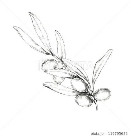 Simple, clean pencil drawing clipart of a single olive branch with leaves and fruit. Great for minimalist design projects, logo creation, and product packaging where a touch of nature is desired Simple, clean pencil drawing clipart of a single olive branch with leaves and fruit. Great for minimalist design projects, logo creation, and product packaging where a touch of nature is desired 119795623