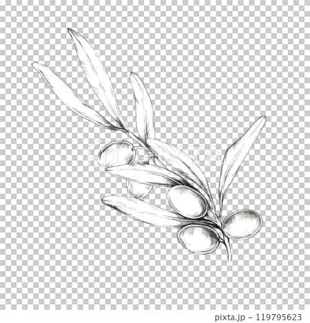 Simple, clean pencil drawing clipart of a single olive branch with leaves and fruit. Great for minimalist design projects, logo creation, and product packaging where a touch of nature is desired Simple, clean pencil drawing clipart of a single olive branch with leaves and fruit. Great for minimalist design projects, logo creation, and product packaging where a touch of nature is desired 119795623