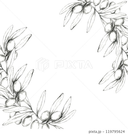 Pencil drawing clipart of an olive branch arranged in a semi-circular design. Illustration for use in wedding invitations, greeting cards, and any project that needs a Mediterranean-inspired element Pencil drawing clipart of an olive branch arranged in a semi-circular design. Illustration for use in wedding invitations, greeting cards, and any project that needs a Mediterranean-inspired element 119795624
