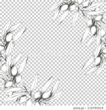 Pencil drawing clipart of an olive branch arranged in a semi-circular design. Illustration for use in wedding invitations, greeting cards, and any project that needs a Mediterranean-inspired element Pencil drawing clipart of an olive branch arranged in a semi-circular design. Illustration for use in wedding invitations, greeting cards, and any project that needs a Mediterranean-inspired element 119795624
