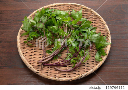 大和当帰の葉 大和当帰の葉 119796111