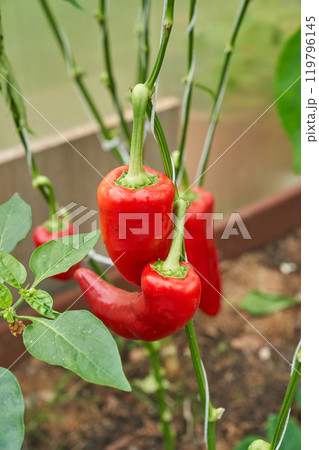 Red chilli peppers, green greenhouse background Red chilli peppers, green greenhouse background 119796145