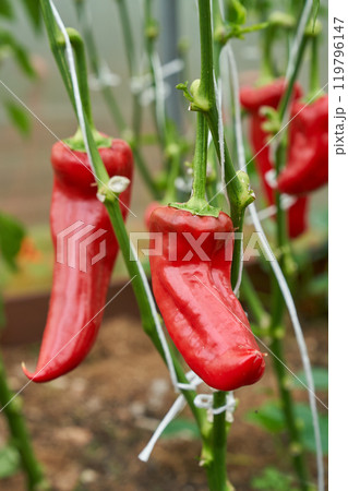 Red chilli peppers, green greenhouse background 119796147