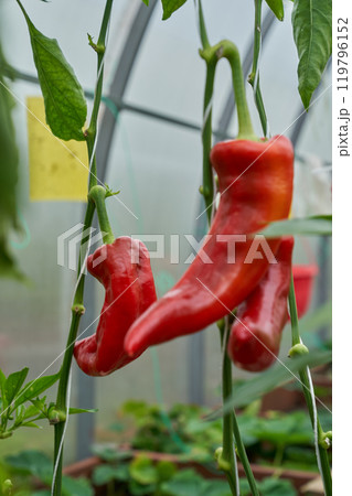 Red chilli peppers, green greenhouse background Red chilli peppers, green greenhouse background 119796152