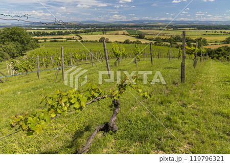 Vineyards near Polesovice, Southern Moravia, Czech Republic 119796321