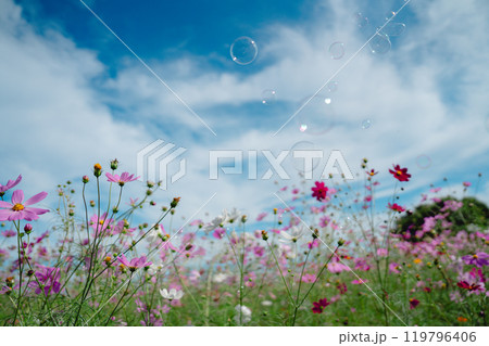 埼玉のコスモス畑 埼玉のコスモス畑 119796406