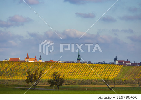 Autumn vineyard Kravi hora, Znojmo region, Southern Bohemia, Czech Republic 119796450