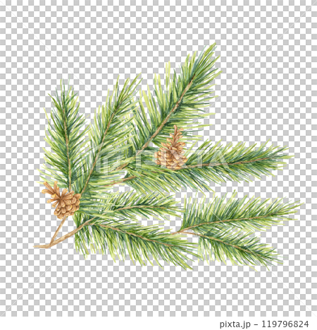 A green spruce branch with needles and small brown pinecones. Fir, cedar, pine watercolor twig. Isolated clipart for festive gift wrapping, eco-conscious packaging, and winter wedding invitations A green spruce branch with needles and small brown pinecones. Fir, cedar, pine watercolor twig. Isolated clipart for festive gift wrapping, eco-conscious packaging, and winter wedding invitations 119796824