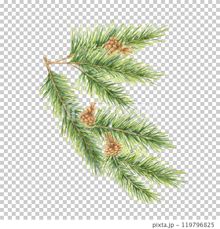 A detailed green spruce branch with soft needles and brown pinecones. Fir, cedar, pine watercolor twig. Isolated clipart for eco-friendly packaging, winter decor items, and holiday stationery designs A detailed green spruce branch with soft needles and brown pinecones. Fir, cedar, pine watercolor twig. Isolated clipart for eco-friendly packaging, winter decor items, and holiday stationery designs 119796825