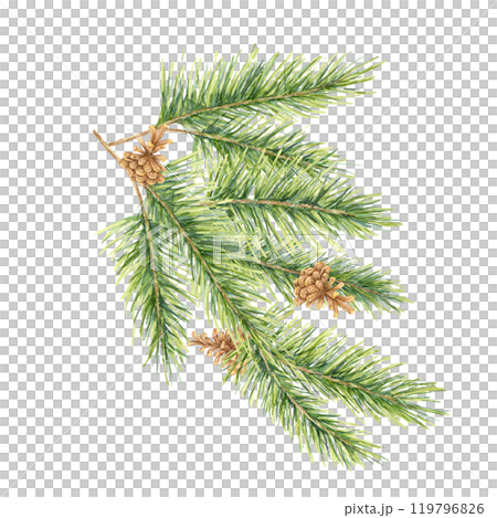 A green spruce branch with pinecones. Isolated fir, pine, cedar watercolor clipart, great for holiday cards, winter-themed packaging, natural skincare product labels, or festive decor A green spruce branch with pinecones. Isolated fir, pine, cedar watercolor clipart, great for holiday cards, winter-themed packaging, natural skincare product labels, or festive decor 119796826