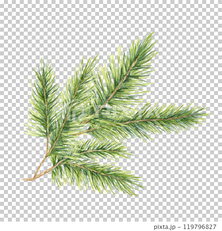 A green spruce branch with fine, detailed needles. Fir, pine, cedar watercolor clipart. This illustration works well for holiday gift wrap, natural product branding, and winter wedding stationery A green spruce branch with fine, detailed needles. Fir, pine, cedar watercolor clipart. This illustration works well for holiday gift wrap, natural product branding, and winter wedding stationery 119796827