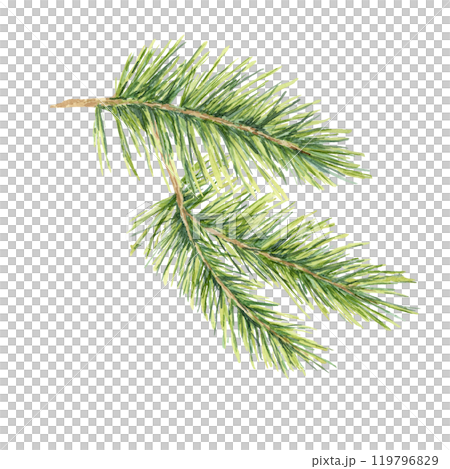 A single green spruce twig. Cedar, pine, fir branch. Isolated watercolor clipart, perfect for festive greeting cards, eco-friendly product packaging, winter decor, or nature-themed event invitations 119796829