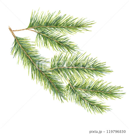 A green spruce branch with soft, realistic needles Fir, cedar, pine watercolor twig. Isolated clipart for holiday-themed projects, Christmas gift tags, winter merchandise, or nature-inspired designs 119796830