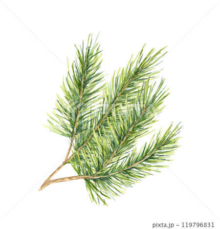 A vibrant green spruce twig with thick, lush needles. Isolated fir, cedar or pine watercolor clipart for holiday gift wrap, eco-conscious packaging, festive invitations, or winter-themed decorations 119796831