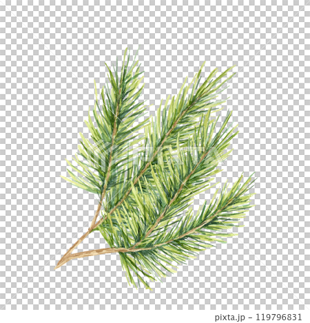 A vibrant green spruce twig with thick, lush needles. Isolated fir, cedar or pine watercolor clipart for holiday gift wrap, eco-conscious packaging, festive invitations, or winter-themed decorations 119796831