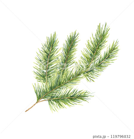 A detailed green spruce branch with soft, textured needles. Isolated fir watercolor illustration. Ideal for use in Christmas cards, winter-themed patterns, and natural decor-inspired packaging designs A detailed green spruce branch with soft, textured needles. Isolated fir watercolor illustration. Ideal for use in Christmas cards, winter-themed patterns, and natural decor-inspired packaging designs 119796832