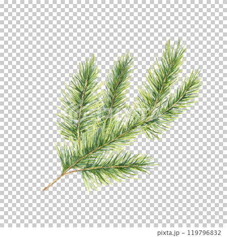 A detailed green spruce branch with soft, textured needles. Isolated fir watercolor illustration. Ideal for use in Christmas cards, winter-themed patterns, and natural decor-inspired packaging designs A detailed green spruce branch with soft, textured needles. Isolated fir watercolor illustration. Ideal for use in Christmas cards, winter-themed patterns, and natural decor-inspired packaging designs 119796832