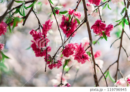 足立区農業公園の美しい桜 足立区農業公園の美しい桜 119796945