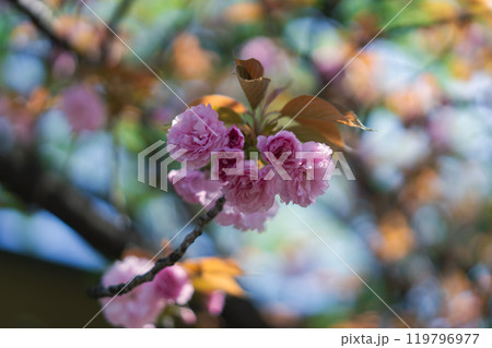足立区農業公園の美しい桜 119796977