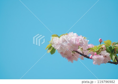 足立区農業公園の美しい桜 足立区農業公園の美しい桜 119796982