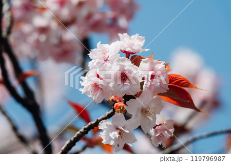 足立区農業公園の美しい桜 119796987