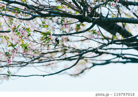 足立区農業公園の美しい桜 足立区農業公園の美しい桜 119797018
