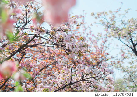 足立区農業公園の美しい桜 足立区農業公園の美しい桜 119797031