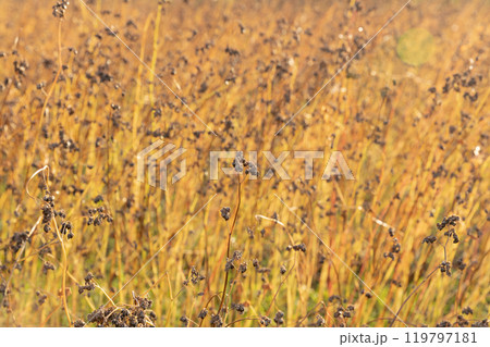収穫期の蕎麦の実(最上早生) 収穫期の蕎麦の実(最上早生) 119797181