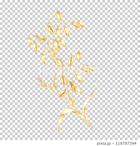 Oat stems and dry herbs bouquet with multiple golden-yellow grains hanging loosely. Watercolor clipart design for healthy food branding, eco-friendly packaging, or natural wellness products Oat stems and dry herbs bouquet with multiple golden-yellow grains hanging loosely. Watercolor clipart design for healthy food branding, eco-friendly packaging, or natural wellness products 119797394