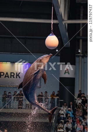 イルカのショー 119797437