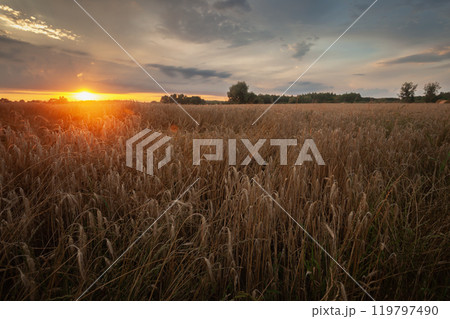 Sunset with clouds over a grain field, summer view in eastern Poland Sunset with clouds over a grain field, summer view in eastern Poland 119797490