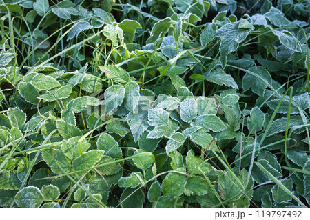 Hoarfrost on green plants 119797492