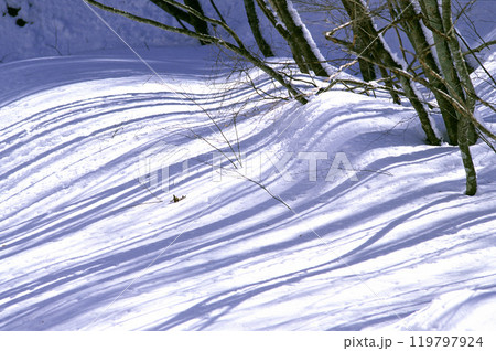 雪に覆われた木々と影 雪に覆われた木々と影 119797924