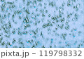 Biological cells blue green particles microbiology biochemistry art illustration abstract background. 119798332