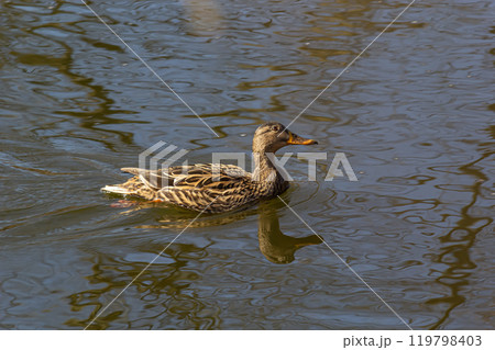 female mallard duck anas platyrhynchos swimming 119798403