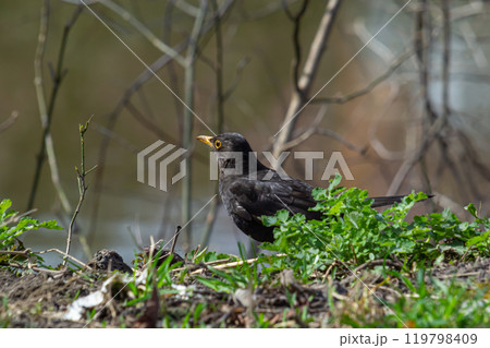 eurasian blackbird aka turdus merula is searching for food in forest 119798409