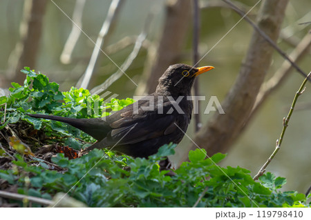 eurasian blackbird aka turdus merula is searching for food in forest eurasian blackbird aka turdus merula is searching for food in forest 119798410