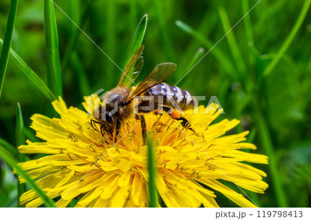A bee collects pollen near a flower. A bee flies over a flower in a blur background 119798413